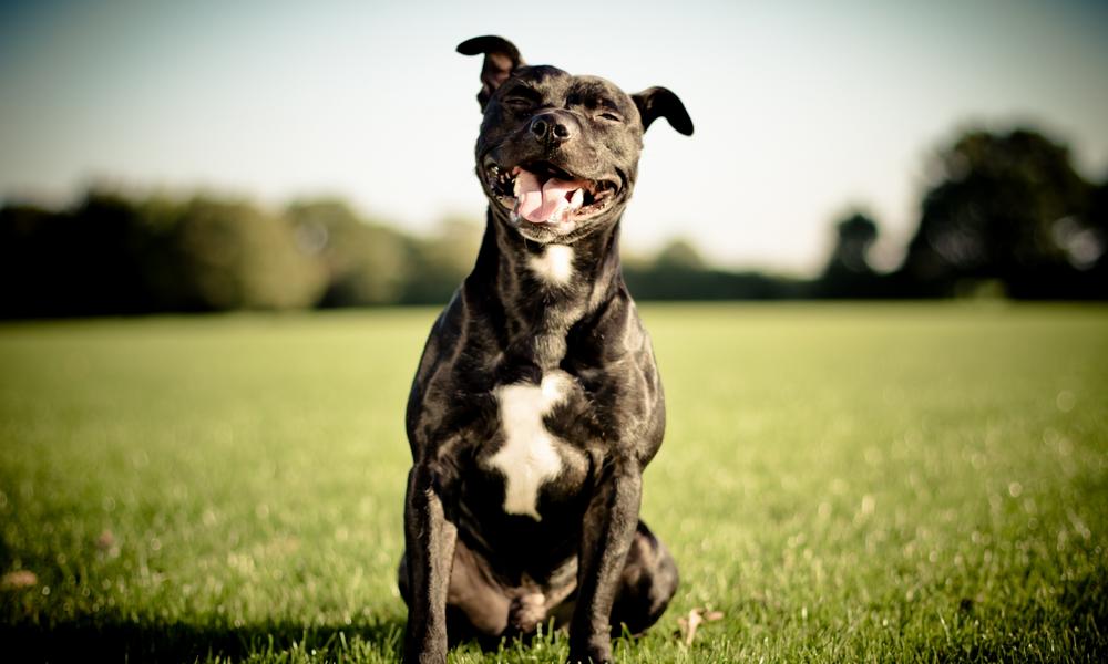 Penting Buat yang Pelihara Nih! 10 Anjing Paling Agresif dan Berbahaya di Dunia
